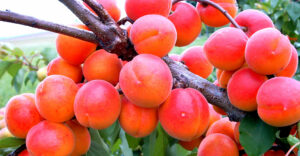 Marille Orangered-Mayr