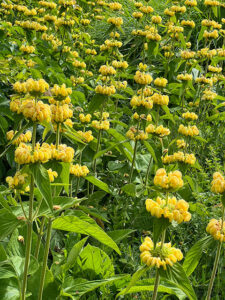 Brandkraut (Phlomis)