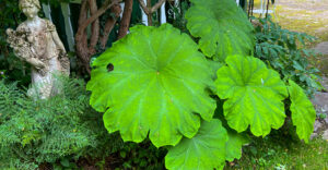 Tafelblatt (Astilboides tabularis)