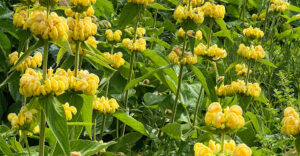 Brandkraut (Phlomis)