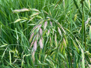 Blattähren-Trespe - California brome
