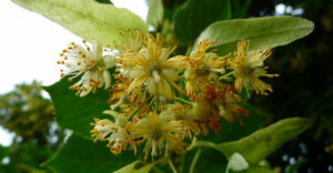 Blüten der Sommerlinde