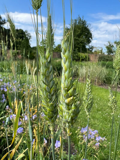 Hartweizen (Triticum durum)