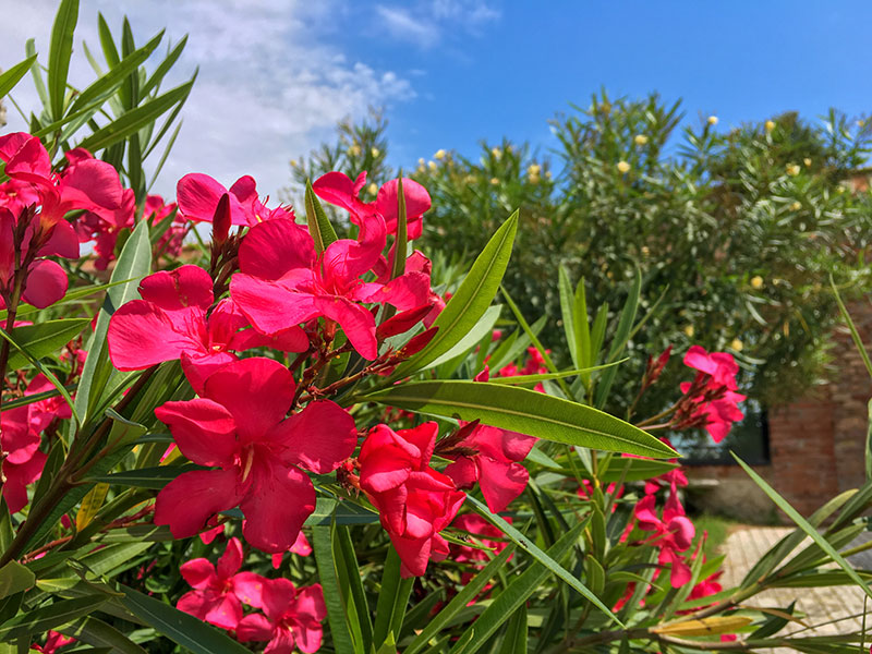 Häufigste Gartenfragen - Biogärtner