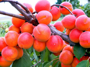 Marille Orangered-Mayr
