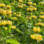 Brandkraut (Phlomis)