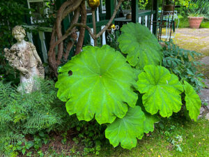 Tafelblatt (Astilboides tabularis)