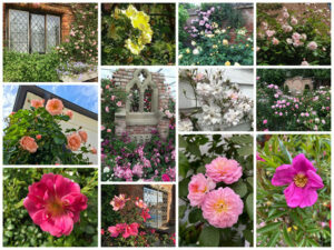 Fotowettbewerb Rosen