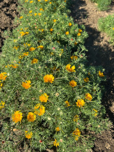 Arabische Ringelblume