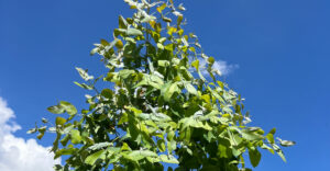 Eukalyptus