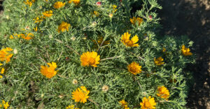 Arabische Ringelblume