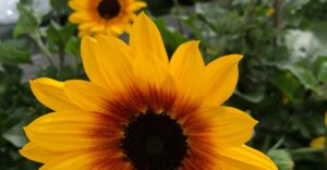 Sonnenblume "Sunbelievable"