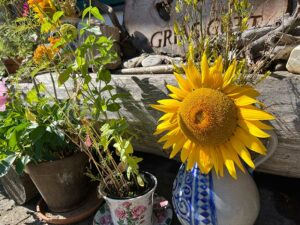 Sonnenblume als Schnittblume