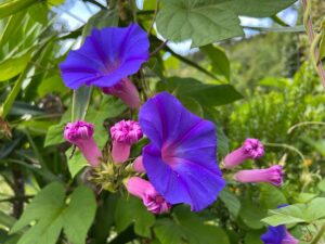 Blaue Winde "Morning Glory"