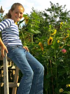 Manche Sonnenblumen wollen hoch hinaus