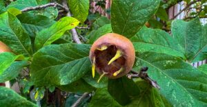 Asperl (Mispel)
