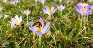 Krokusse