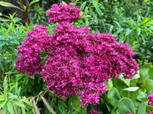 Sedum