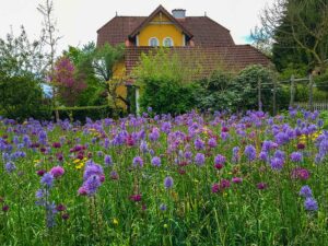 Allium und Camassien