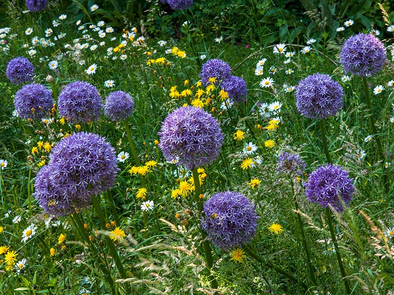 Blumenwiese a la Ploberge: Allium und Margeriten
