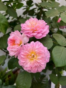 Die 'neue' Queeen-Elisabeth-Rose