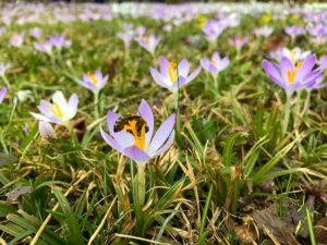 Krokusse