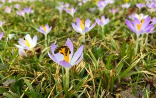 Krokusse