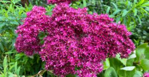 Sedum