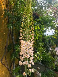 Steppenkerze (Eremurus)