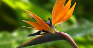 Strelitzia