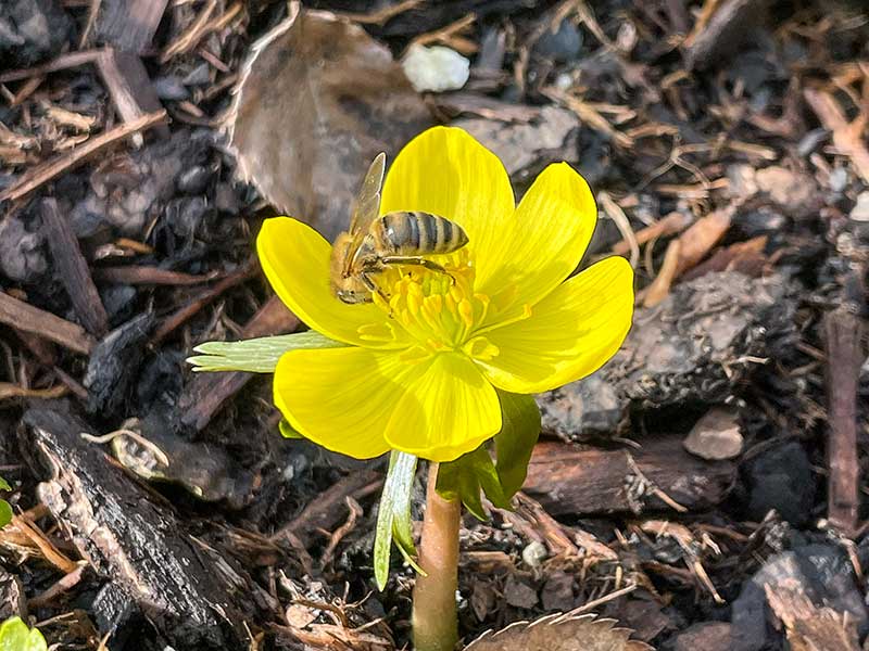 Winterlinge sind Bienen-Magneten