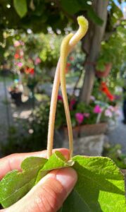 Kiwi-Pärchen - rosa Stängel ein weibchen, grün ein Männchen