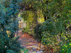 Herbst im Garten