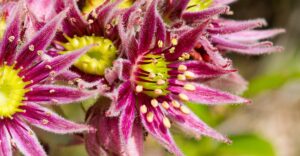 Steirische Berghauswurz (Sempervivum stiriacum) - Bild: Joachim Brocks
