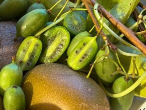 Kiwi-Vielfalt