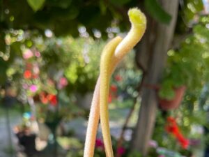 Kiwi-Pärchen - rosa Stängel ein weibchen, grün ein Männchen