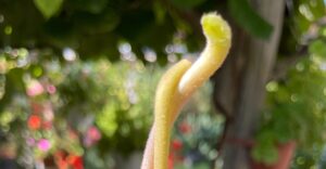 Kiwi-Pärchen - rosa Stängel ein weibchen, grün ein Männchen