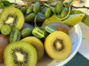 Kiwi-Vielfalt