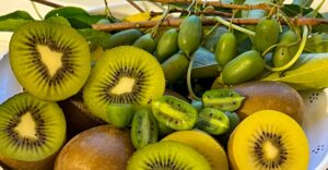 Kiwi-Vielfalt - grün, gelb und mini