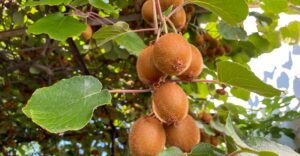Kiwi - beharrt