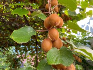 Kiwi - beharrt