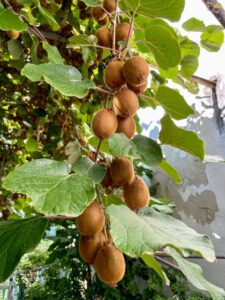 Kiwi