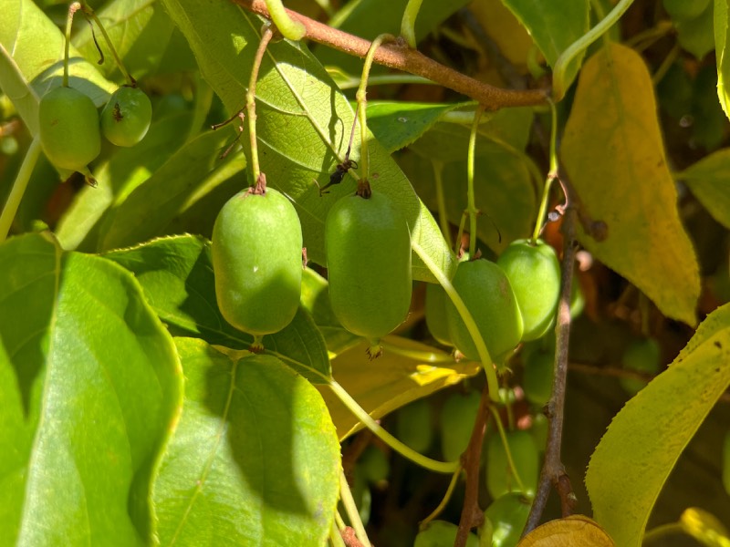 Mini-Kiwi
