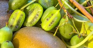 Mini-Kiwi (Bayern-Kiwi)