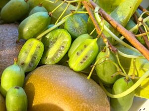 Mini oder Bayern-Kiwi