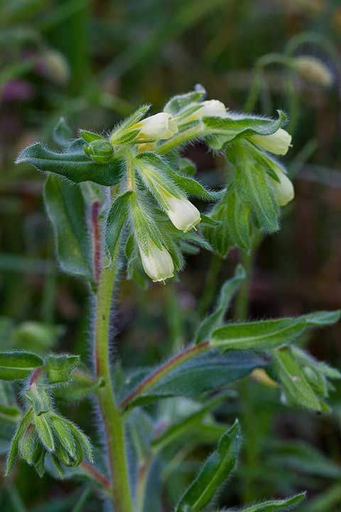 Österreichische Lotwurz (Onosma sp) Bild: Joachim Brocks