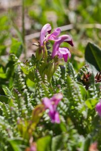 Portenschlag Läsusekraut (Pedicularis portenschlagii) Bild: Joachim Brocks