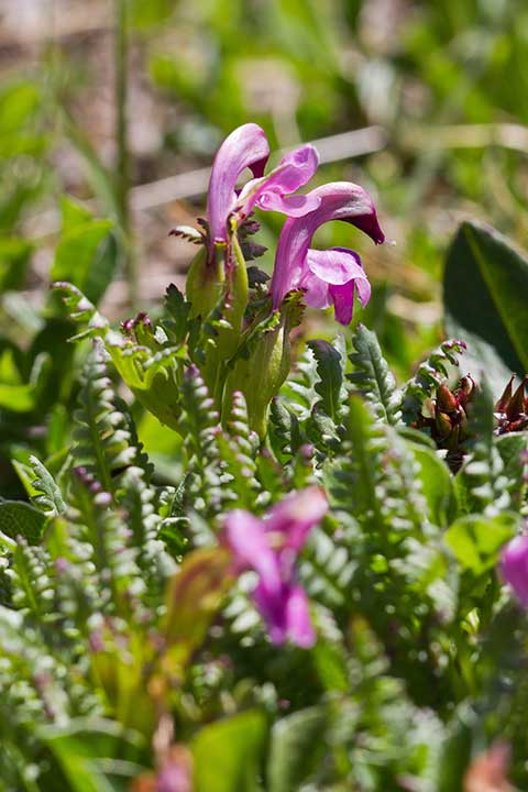 Portenschlag Läsusekraut (Pedicularis portenschlagii) Bild: Joachim Brocks