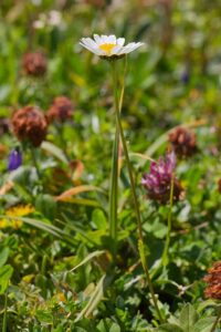 Schwarzrand-Margerite (Leucanthemum-atratum) Bild: Joachim Brocks
