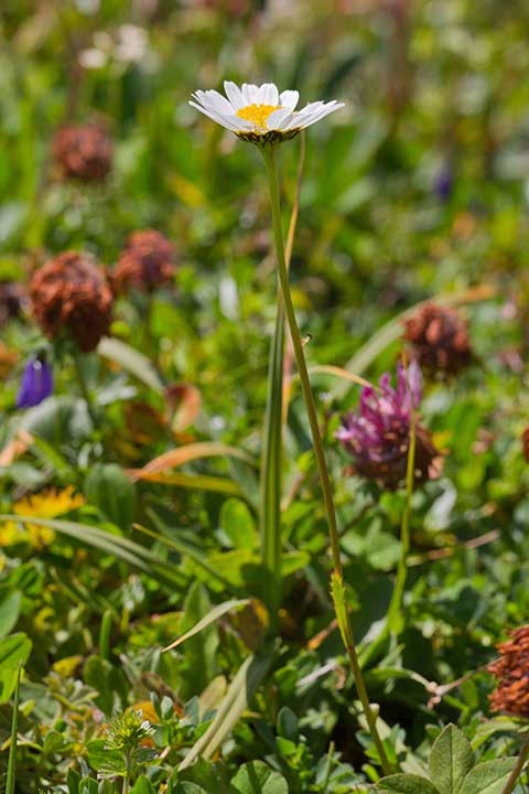 Schwarzrand-Margerite (Leucanthemum-atratum) Bild: Joachim Brocks